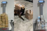 Cães farejadores ajudam polícia na apreensão de 114kg de droga em Jaboatão