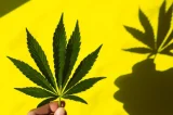 Maconha faz mal? Os efeitos da droga na cognição e na mente, segundo estudos