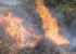 PM incinera mais de 30 mil pés de maconha na região do Rio São Francisco no Norte baiano