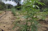 Polícia Militar erradica 4 mil pés de maconha em Curaçá 