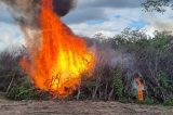 Quase 50 mil pés de maconha são destruídos no Sertão de Pernambuco