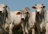 Brasil lança seu 1º aplicativo capaz de avaliar a fertilidade de bovinos