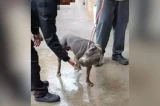 Pitbull ataca e fere avô, pai e neto em supermercado