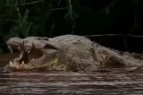 Assassino à prova de balas: crocodilo de ’12 metros’ aterroriza África