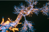 Nanopartícula de ouro consegue reverter efeitos do Parkinson em ratos