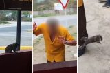 Idoso de 72 anos é atacado por sagui em Santa Maria do Cambucá; SES-PE monitora paciente