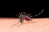 Sem vacina em 2025, Estado investe em medidas de prevenção para Dengue