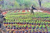 Primeira fazenda urbana de “Cannabis sativa” do Brasil aumenta produção