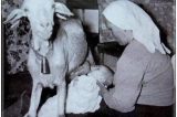 Bebê alimentado por leite de cabra