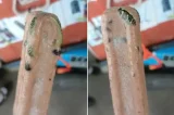 ‘Sobremesa venenosa’: cobra peçonhenta é encontrada em picolé