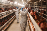 EUA registram primeiro surto de gripe aviária H7N9 desde 2017