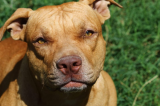 Menino de dois anos atacado por pitbulls passa por cirurgia e está estável, diz HR