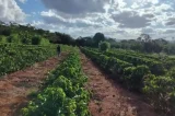 Produtores de café da Bahia não acreditam em queda de preço e alertam para agravamento de mudança climática