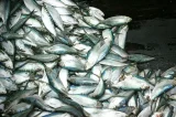 Vergonha! Prefeito petista distribui rabo de peixe em kit e revolta moradores