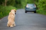 Projeto de Lei propõe cassação de CNH para quem abandonar animais nas ruas