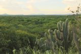 CPRH e Fundação Araripe anunciam plantio de 500 mil mudas de espécies nativas da caatinga
