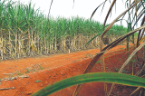 Municípios pernambucanos mais afetado pelo tarifaço Municípios pernambucanos mais afetado pelo tarifaço