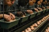 Toda vida dói no cativeiro de ferro ou cimento