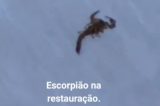 Escorpiões e baratas geram denúncias de insalubridade no Hospital da Restauração