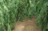 PF erradica 132 mil pés de maconha neste ano no Norte da Bahia