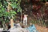 Pitbull ataca e mata bebê de 3 meses dentro da casa de cuidadora no Grande Recife
