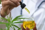 Cannabis medicinal: saiba como planta é aliada em tratamentos de saúde