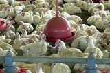 Gripe aviária: Câmara acelera votação para subsídio a produtor rural