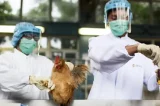 Governo investiga caso suspeito de gripe aviária na Bahia