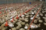 Bahia aciona alerta sanitário e reforça barreiras contra gripe aviária, mesmo sem casos no estado