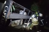 Bovinos são resgatados com vida após acidente na Bahia