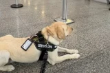 Cão de serviço é impedido de embarcar mais uma vez, e criança autista tem crise por falta do animal