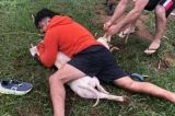 Vídeo: lutador de Muay Thai imobiliza dois pitbull após ataque