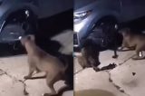 VÍDEO: Ao tentar caçar gato, pitbulls destroem carro