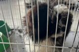 Loja é notificada por vender cães e aves de forma ilegal em Petrolina