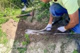 Compesa flagra furto de água em condomínio de Gravatá que ocorria há 8 anos; infratora foi presa