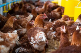 Caem para 7 os casos em investigação sobre gripe aviária no País; nenhum é em granja comercial