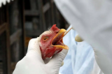 Brasil é certificado como livre de gripe aviária e pode retomar exportações de frango