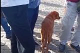 Até quando?