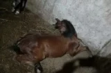 Ministério da Agricultura determina recolhimento de ração após morte de mais de 600 cavalos no país