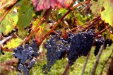 Solo mais saudável, uvas mais produtivas no semiárido nordestino