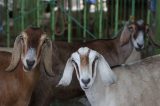 Inovação da Univasf permite pesar caprinos e ovinos sem o uso de balança Inovação da Univasf permite pesar caprinos e ovinos sem o uso de balança