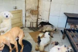 Mulher mantinha 60 animais entre cães e gatos em Feira de Santana