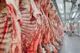Tarifaço: chegada de mosca carnívora nos EUA pode mudar destino do Brasil