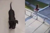 Passageiro é preso após não conseguir embarcar com cachorro e abandoná-lo em aeroporto