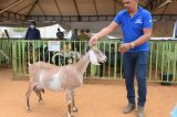 16ª Feira do Bode de Massaroca reuniu mais de 300 animais e contou com shows, serviços ao público e artesanato durante o fim de semana