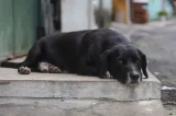 Leishmaniose canina: especialistas orientam para cuidados com os cães