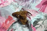 Estudante é picada por escorpião em provador de loja de grife em shopping Estudante é picada por escorpião em provador de loja de grife em shopping