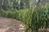 Advogado de 71 anos é preso em Salvador após ser apontado como proprietário de fazenda usada para cultivo de maconha