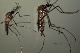 Variável da Dengue já registra 150 casos em Pernambuco
