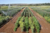 Barra Agroshow reúne expositores e público em polo agrícola do São Francisco